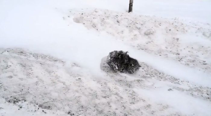 Man Stops His Car To Save A Frozen Cat (8 pics)