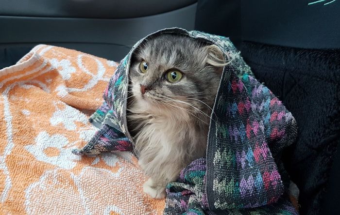 Man Stops His Car To Save A Frozen Cat (8 pics)