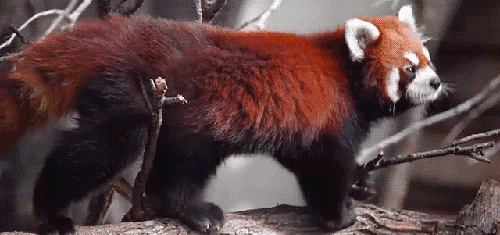 Acid Gifdump, February 27, 2018 (25 gifs)