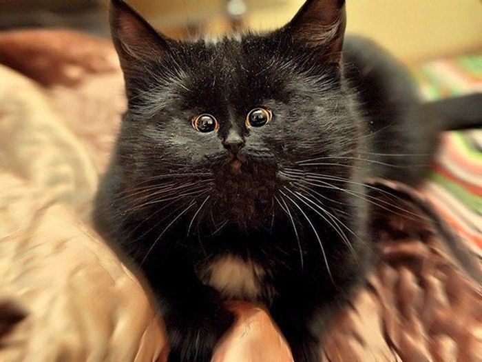 Cats With Tiny Faces! (18 pics)
