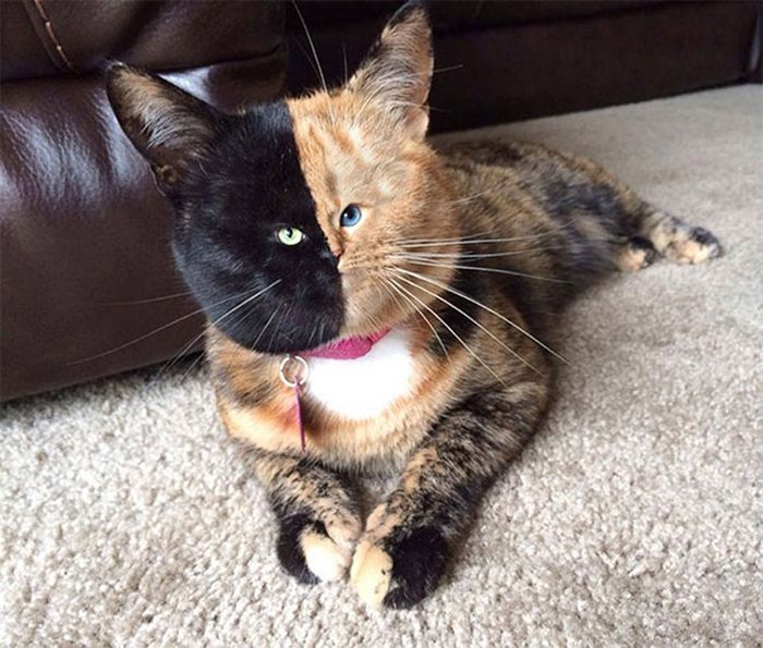 Cats With Tiny Faces! (18 pics)