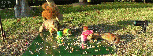 Acid Gifdump, February 28, 2018 (25 gifs)