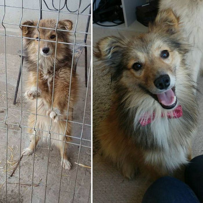 Dogs Before And After An Adoption (34 pics)