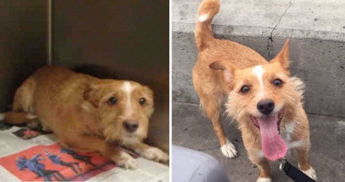 Dogs Before And After An Adoption (34 pics)