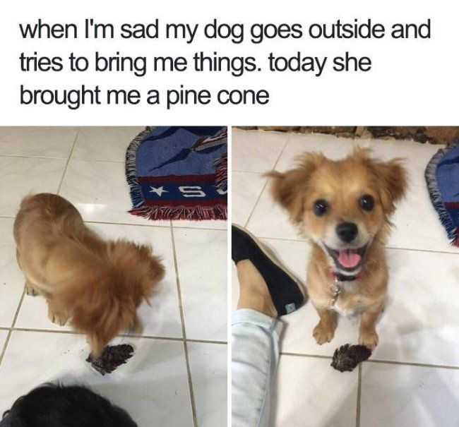 Dog Memes (20 pics)