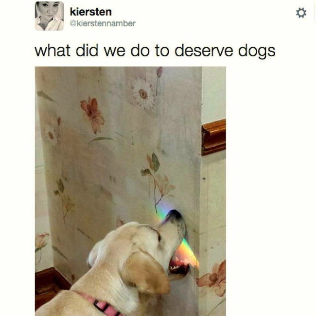 Dog Memes (20 pics)