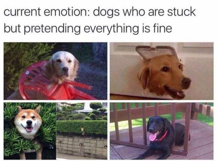 Dog Memes (20 pics)