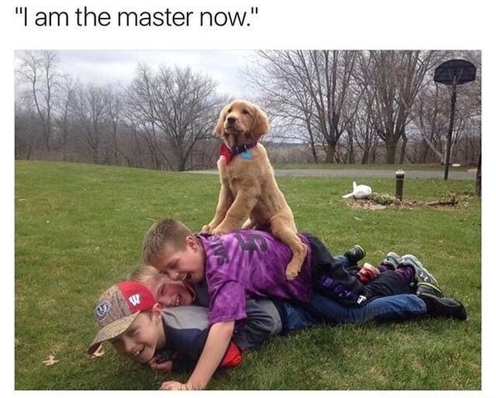 Dog Memes (20 pics)