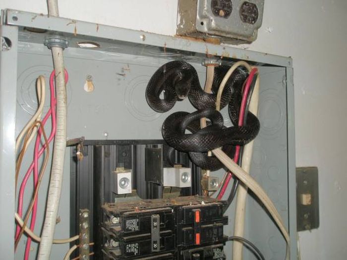 Acid Picdump (106 pics)