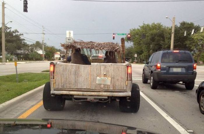 Acid Picdump (106 pics)