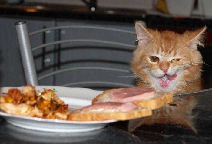 Acid Picdump (106 pics)