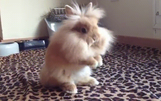 Acid Gifdump, March 5, 2018 (25 gifs)