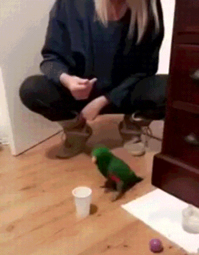 Acid Gifdump, March 5, 2018 (25 gifs)