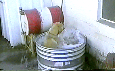 Acid Gifdump, March 5, 2018 (25 gifs)