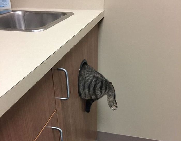 Pets Afraid Of Vets (12 pics)