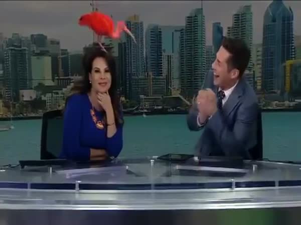 Exotic Bird Lands On News Anchor's Head During Live Broadcast