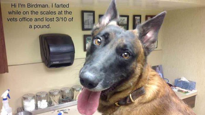Dog Shaming (33 pics)