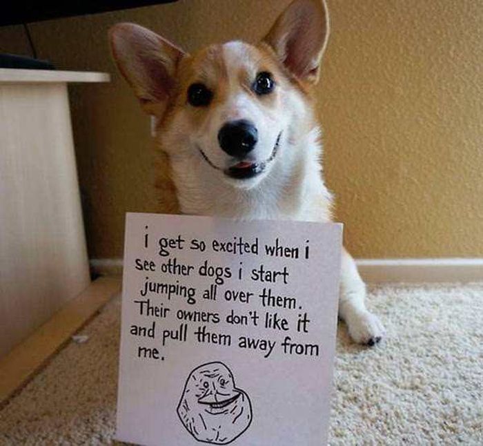 Dog Shaming (33 pics)