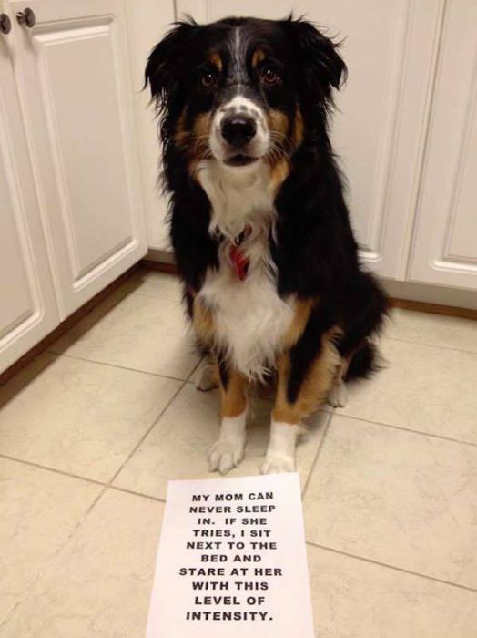 Dog Shaming (33 pics)