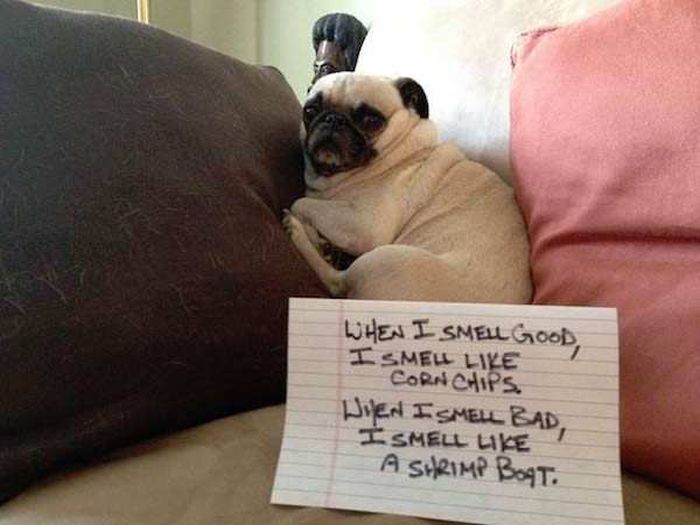 Dog Shaming (33 pics)