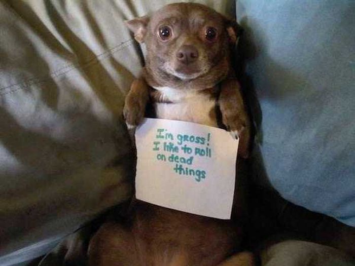 Dog Shaming (33 pics)