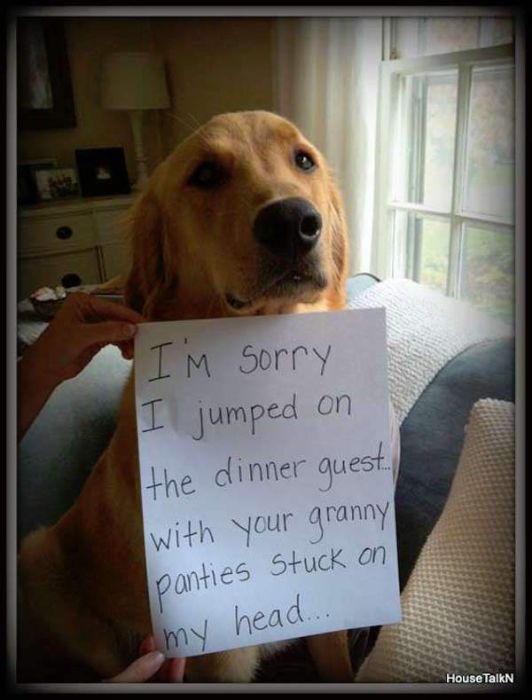 Dog Shaming (33 pics)