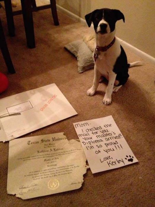 Dog Shaming (33 pics)