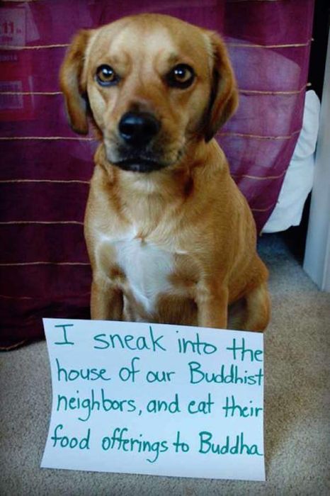 Dog Shaming (33 pics)