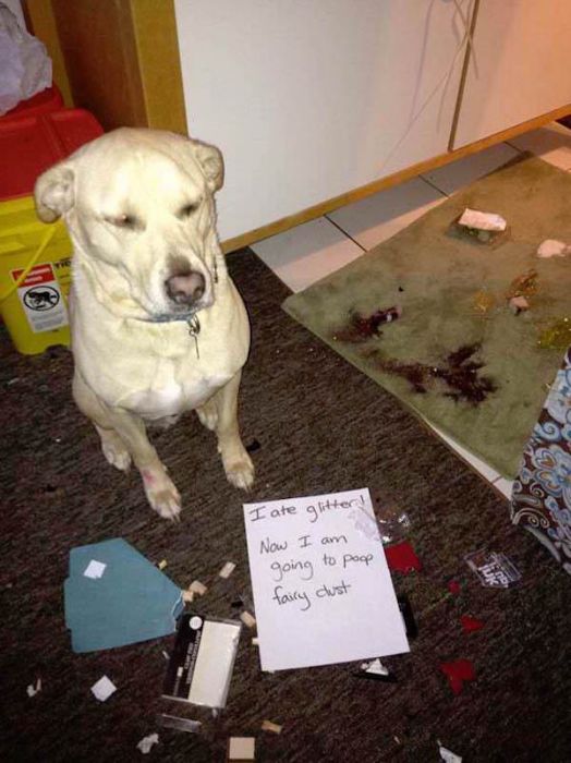 Dog Shaming (33 pics)