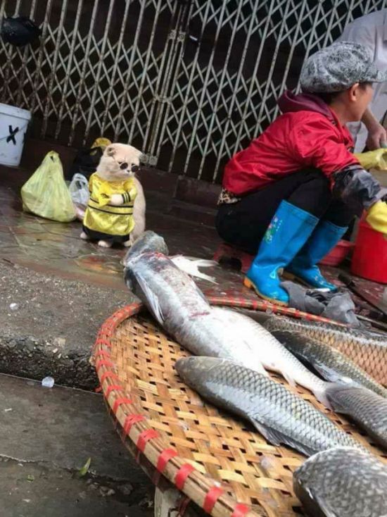 Fish Seller (5 pics)