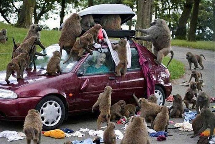 Sh*t Happens (29 pics)