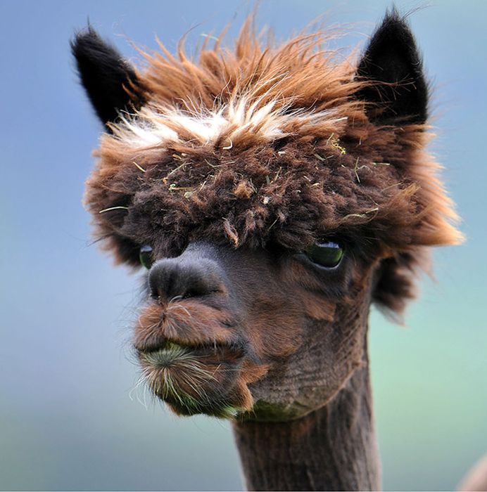 Alpacas With Incredible Hair (18 pics)