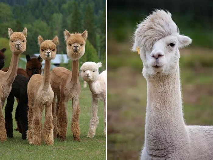 Alpacas With Incredible Hair (18 pics)