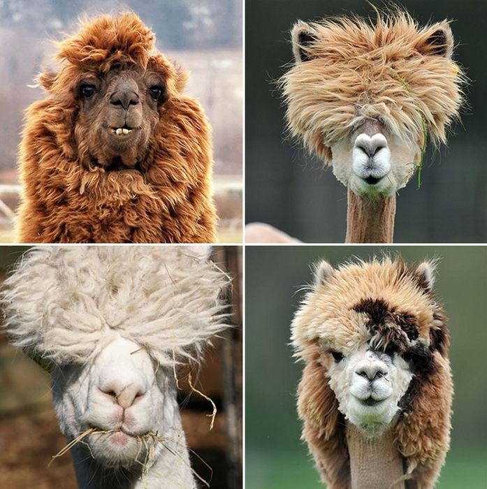 Alpacas With Incredible Hair (18 pics)