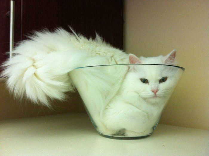 Cats Are Liquid (20 pics)