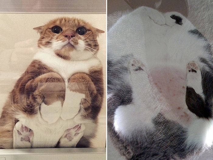 Cats Are Liquid (20 pics)