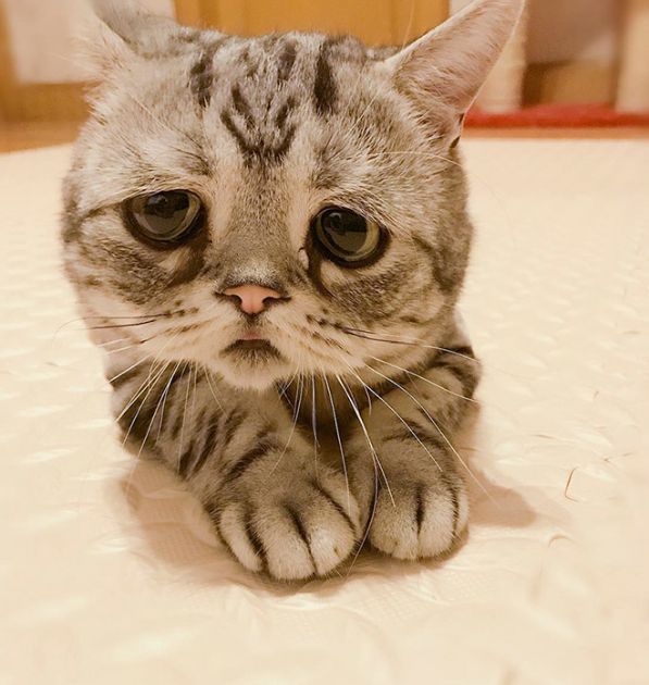 Luhu IsThe Saddest Cat In The World (12 pics)