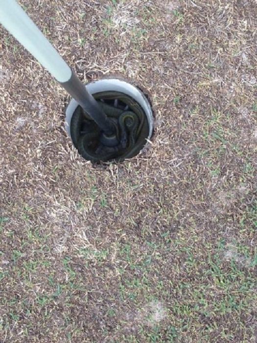 Snakes In Australia (19 pics)