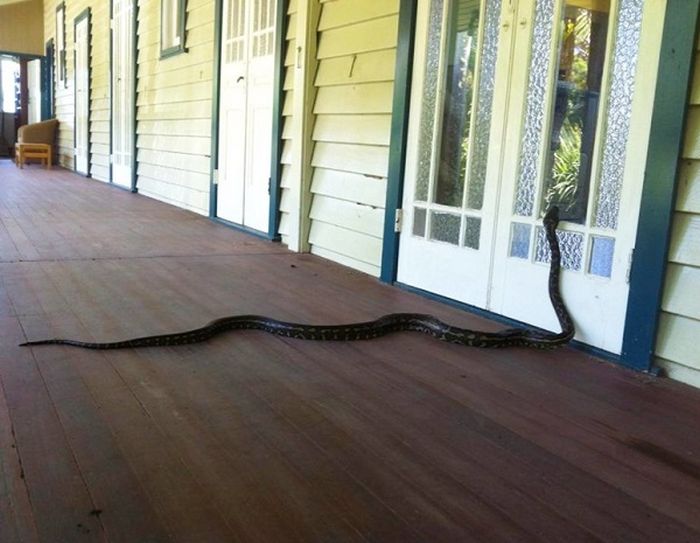 Snakes In Australia (19 pics)