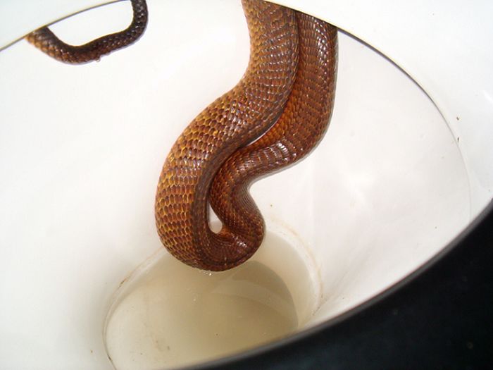 Snakes In Australia (19 pics)