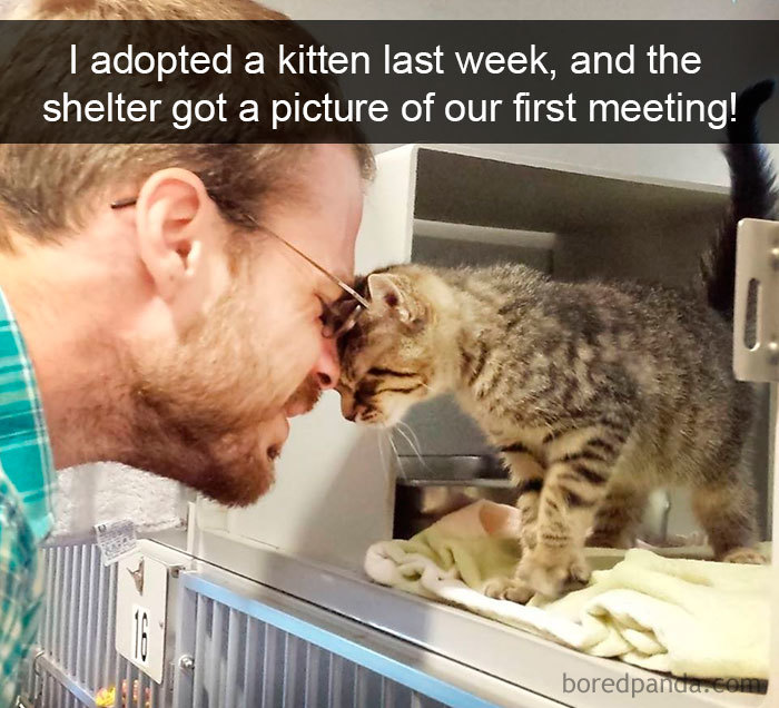 Funny Cats On Snapchat (40 pics)