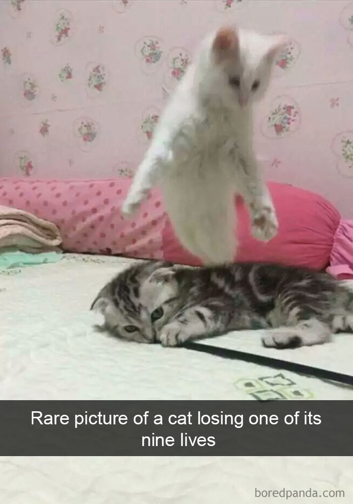 Funny Cats On Snapchat (40 pics)