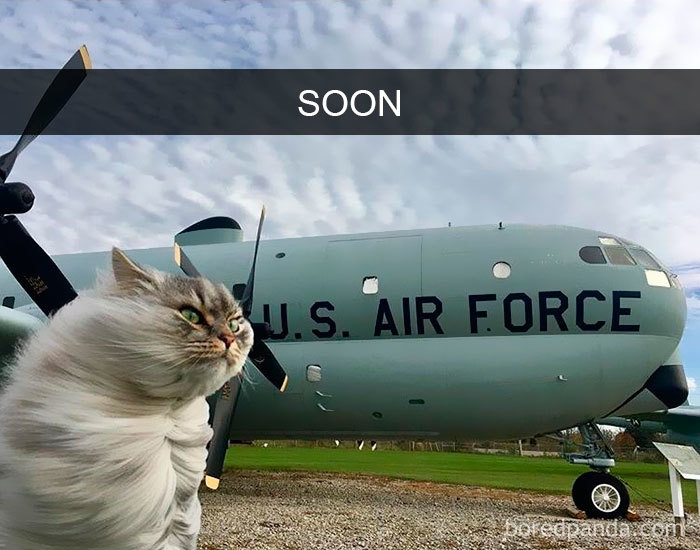 Funny Cats On Snapchat (40 pics)