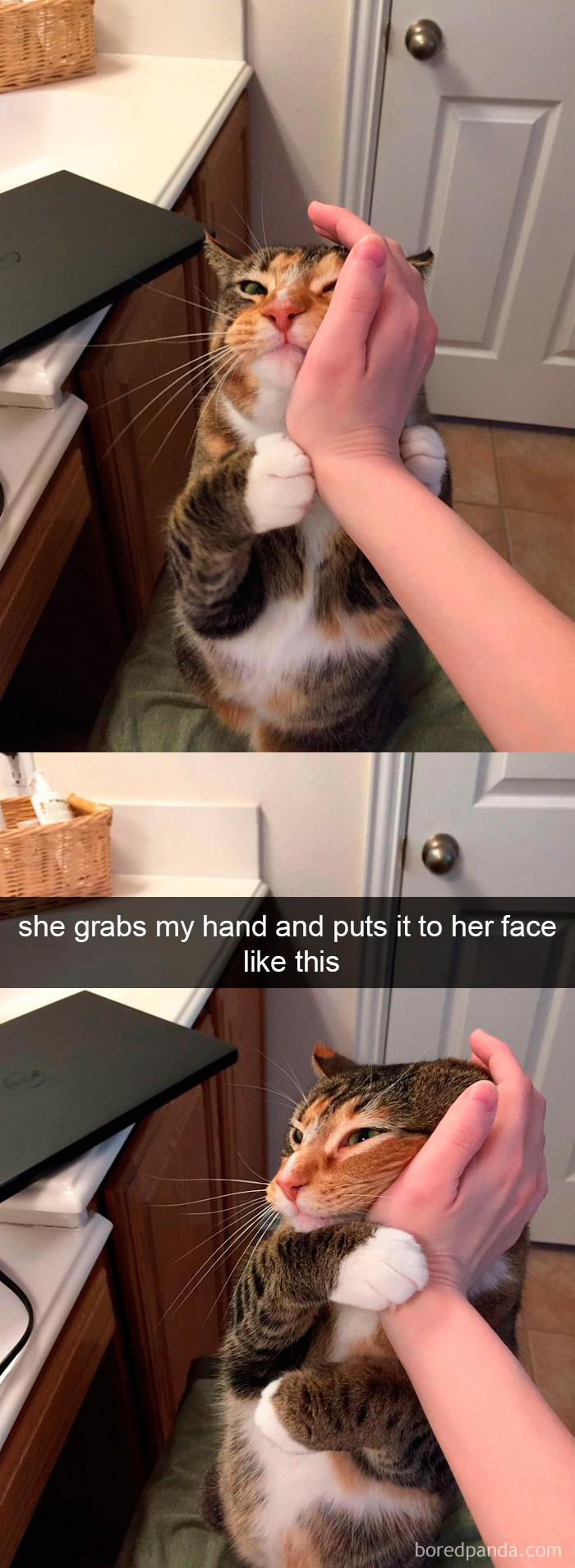 Funny Cats On Snapchat (40 pics)