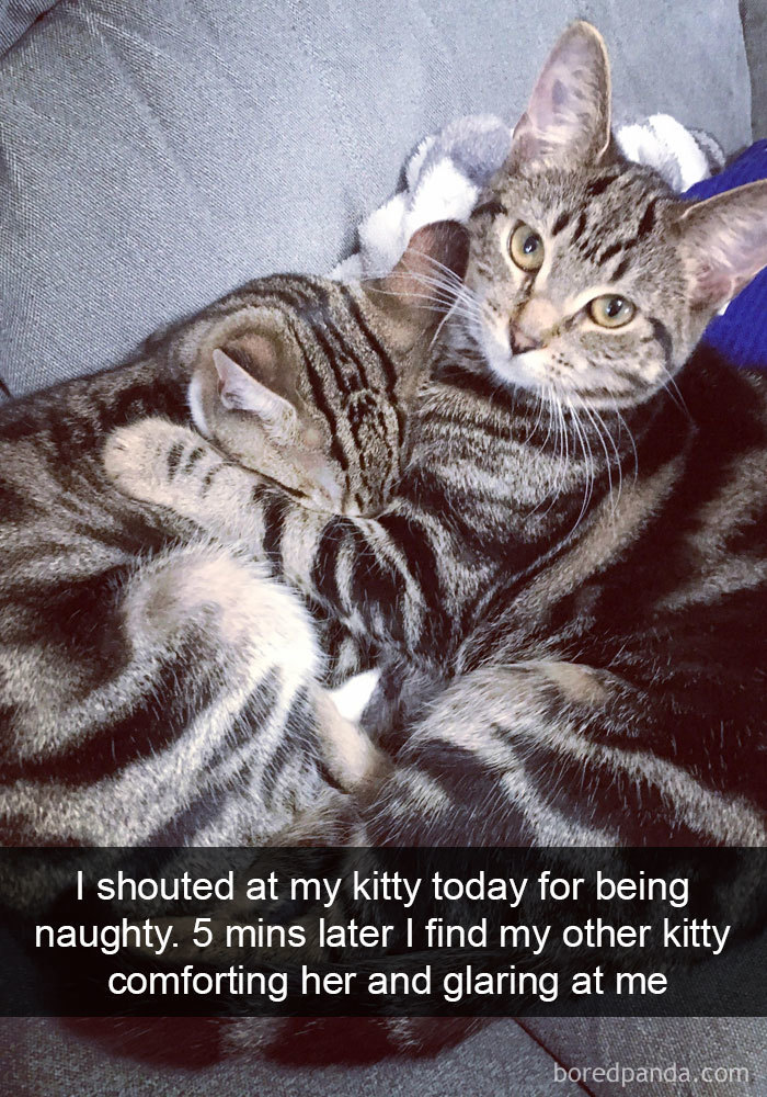 Funny Cats On Snapchat (40 pics)
