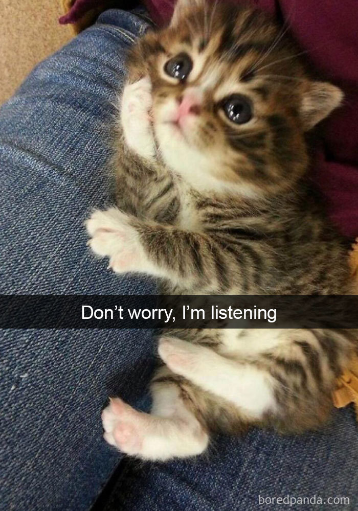 Funny Cats On Snapchat (40 pics)