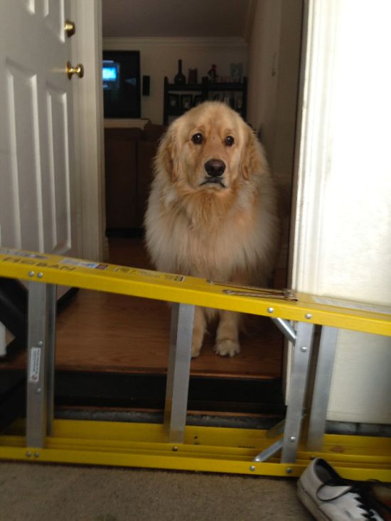 Retrievers Are The Best Dogs (30 pics)