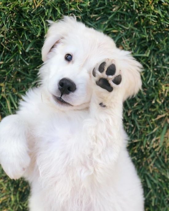 Retrievers Are The Best Dogs (30 pics)