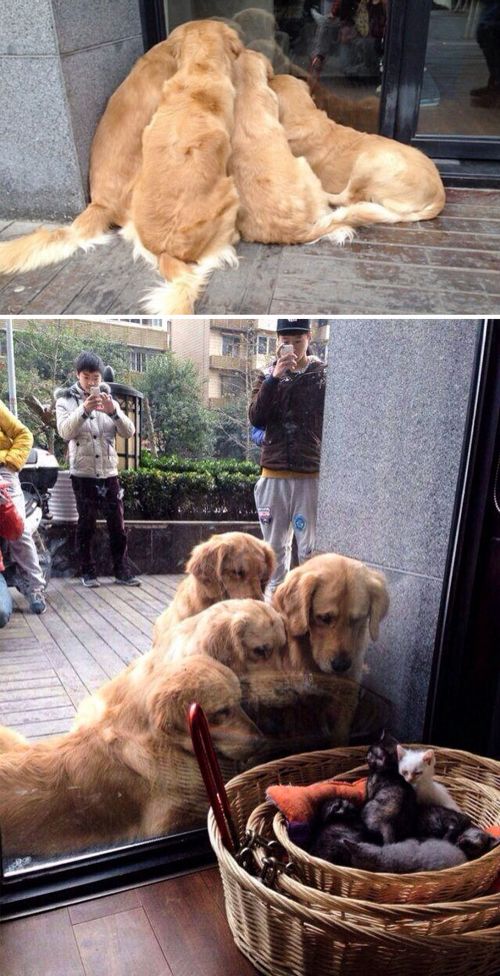 Retrievers Are The Best Dogs (30 pics)