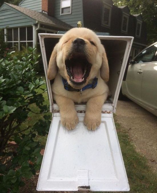Retrievers Are The Best Dogs (30 pics)